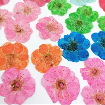 60pcs Apăsat Prune Uscate Floare Flori Plante Ierbar Pentru Bijuterii iPhone Telefon Caz Marcaj Rama Foto de a Face Accesorii